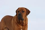 TOSA INU 285
